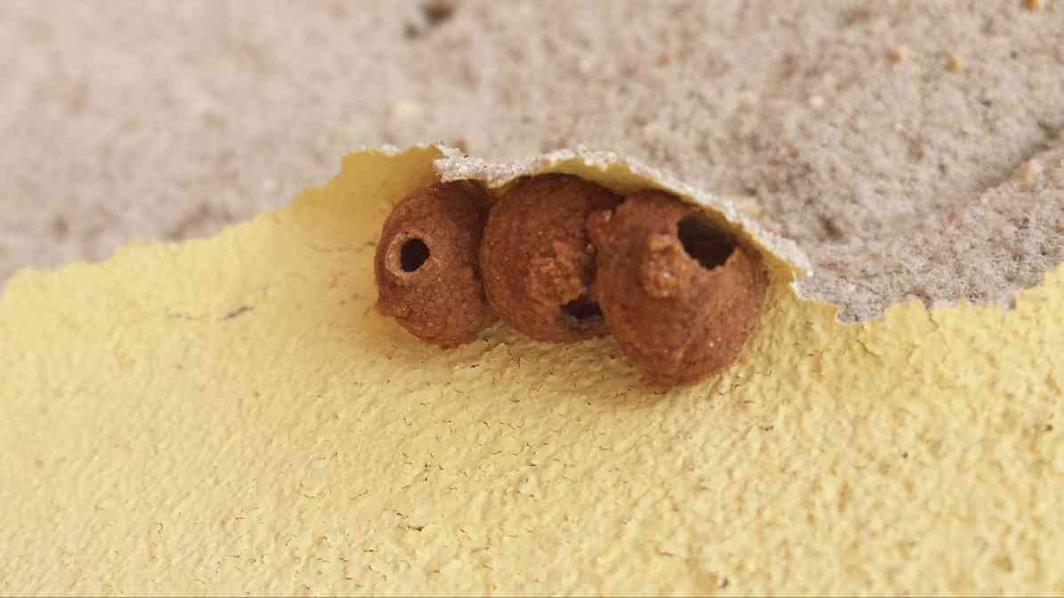 Are Hornets Dangerous Alarming Truth About the Hornet Hive - On Walls - Innovative Pest Pte Ltd Are Hornets Dangerous Alarming Truth About the Hornet Hive - On Walls