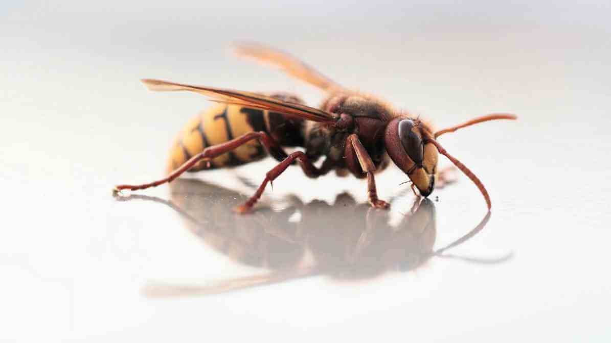 Asian Giant Hornet Vespa mandarinia
