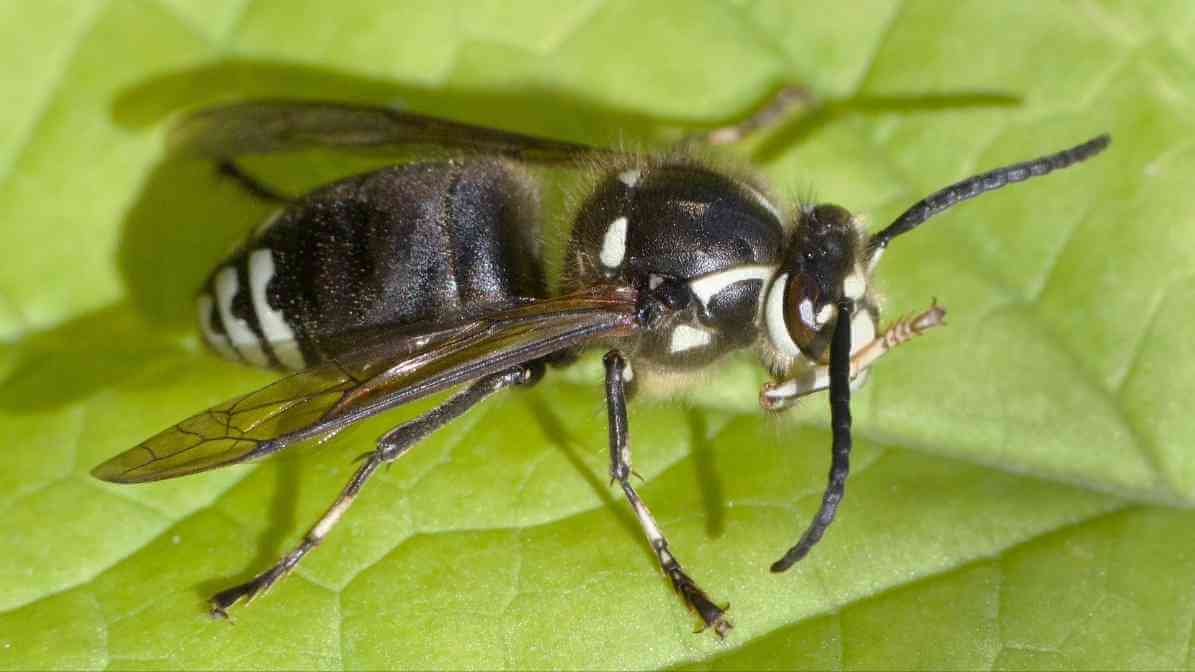 Bald-Faced Hornet Dolichovespula maculata