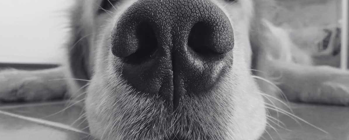 Hidden Signs of Fleas on Dogs Every Pet Owner Fears