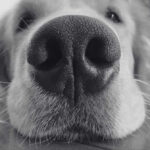 Hidden Signs of Fleas on Dogs Every Pet Owner Fears