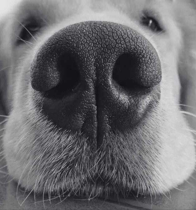 Hidden Signs of Fleas on Dogs Every Pet Owner Fears