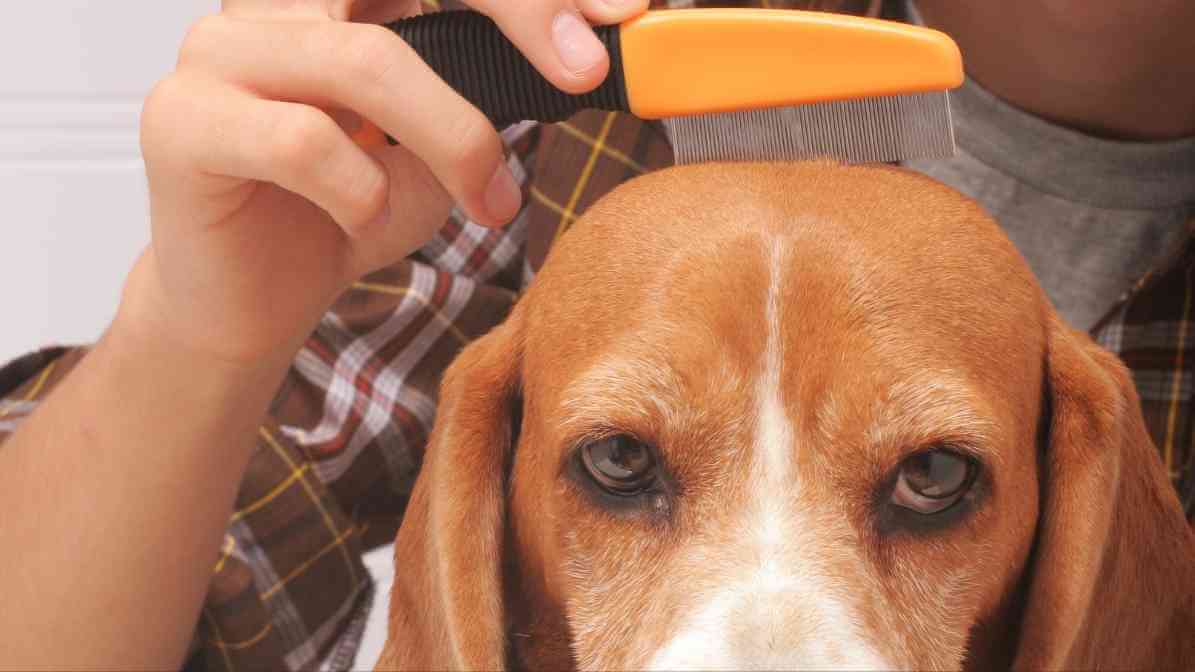 Hidden Signs of Fleas on Dogs Every Pet Owner Fears - Flea Dirt - The Black Specks