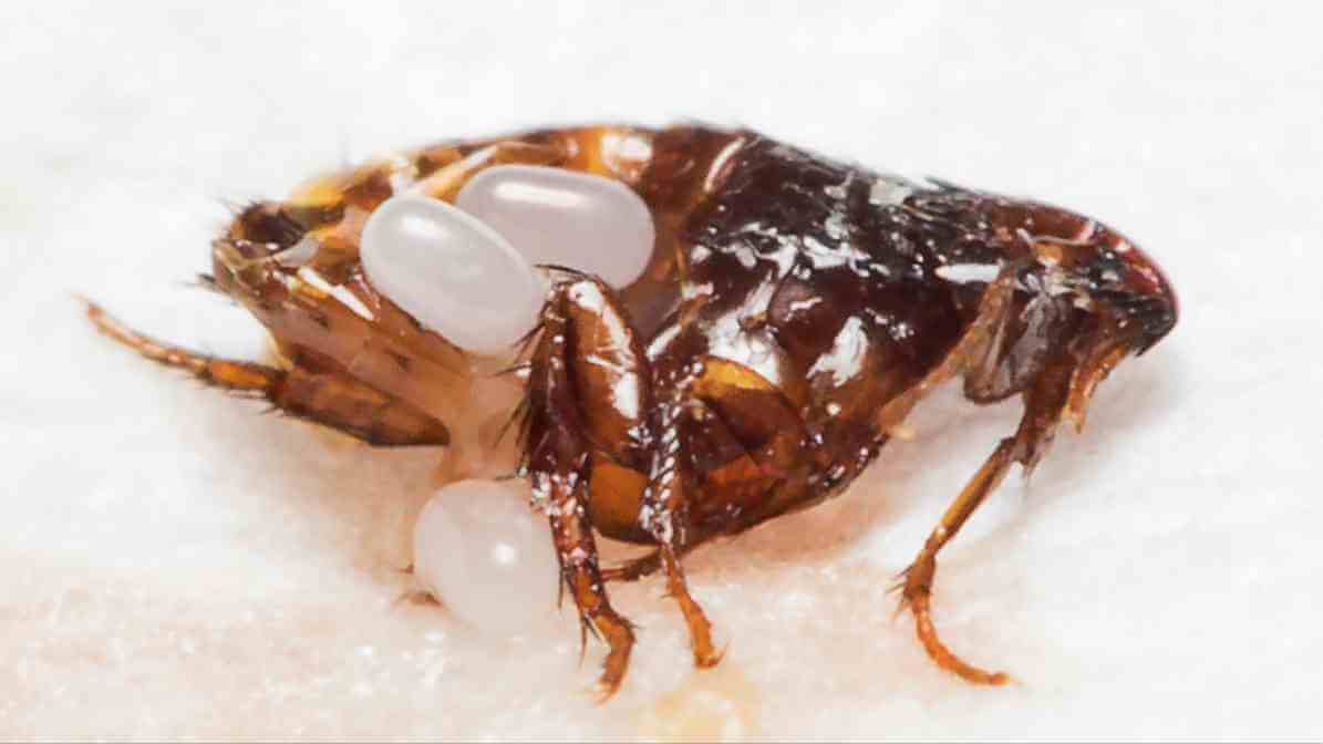 Hidden Signs of Fleas on Dogs Every Pet Owner Fears - Flea Life Cycle