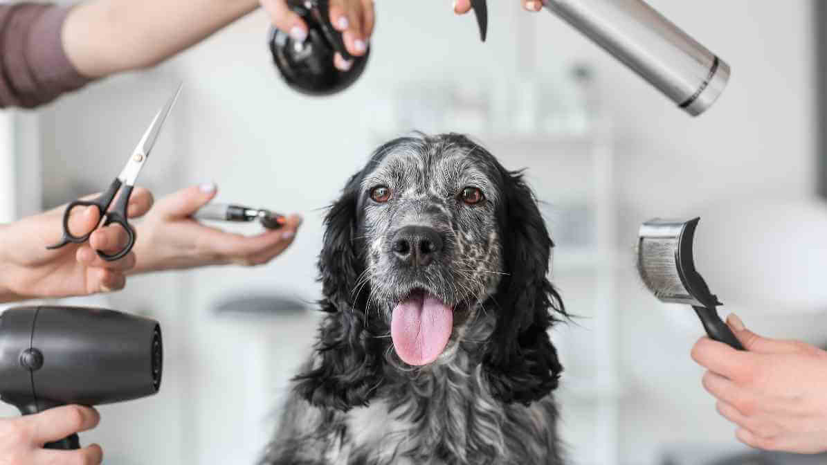 Hidden Signs of Fleas on Dogs Every Pet Owner Fears - Hair Loss or Thinning Patches