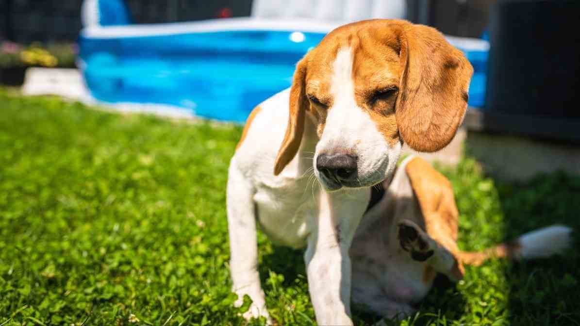 Hidden Signs of Fleas on Dogs Every Pet Owner Fears - How Fleas Feed