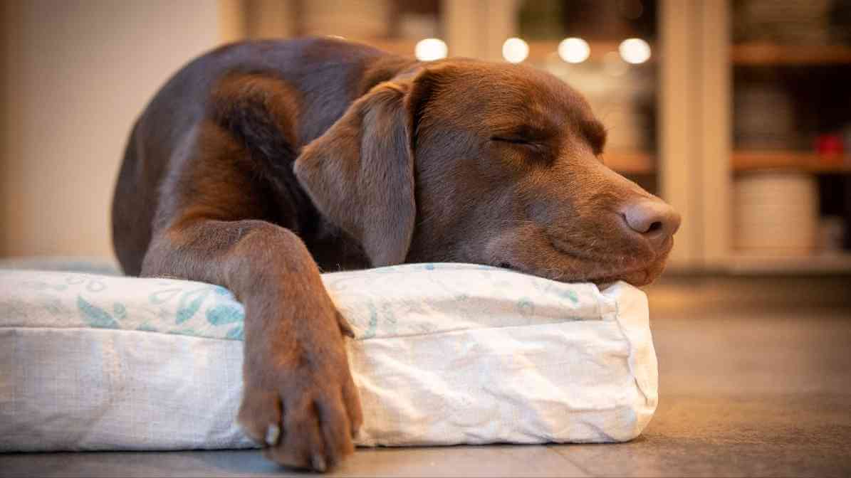 Hidden Signs of Fleas on Dogs Every Pet Owner Fears - Pale Gums or Weakness