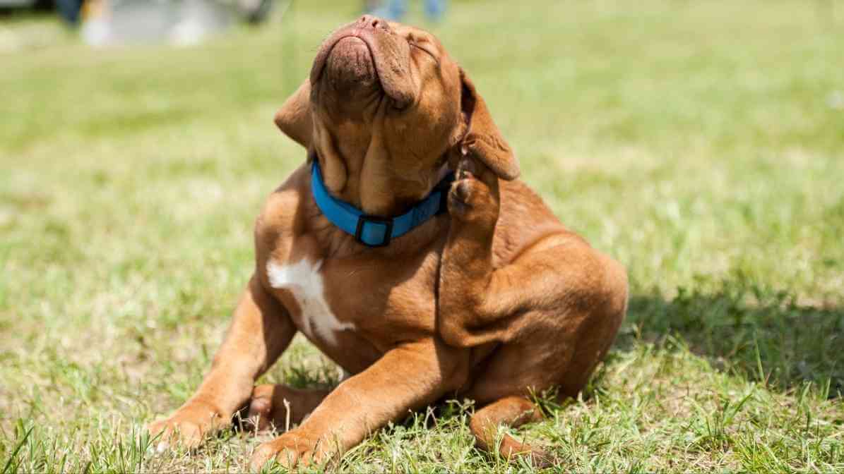 Hidden Signs of Fleas on Dogs Every Pet Owner Fears - Persistent Scratching