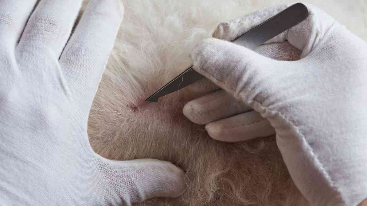 Hidden Signs of Fleas on Dogs Every Pet Owner Fears - Red Bumps and Flea Bites