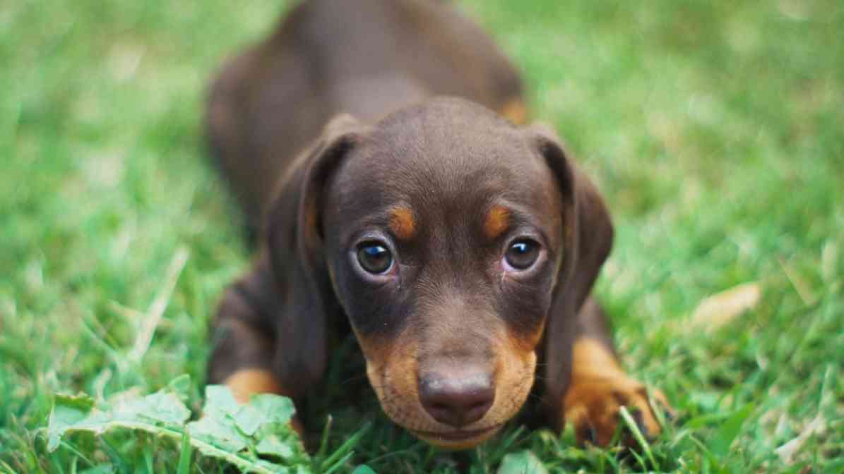 Hidden Signs of Fleas on Dogs Every Pet Owner Fears - Restlessness and Discomfort
