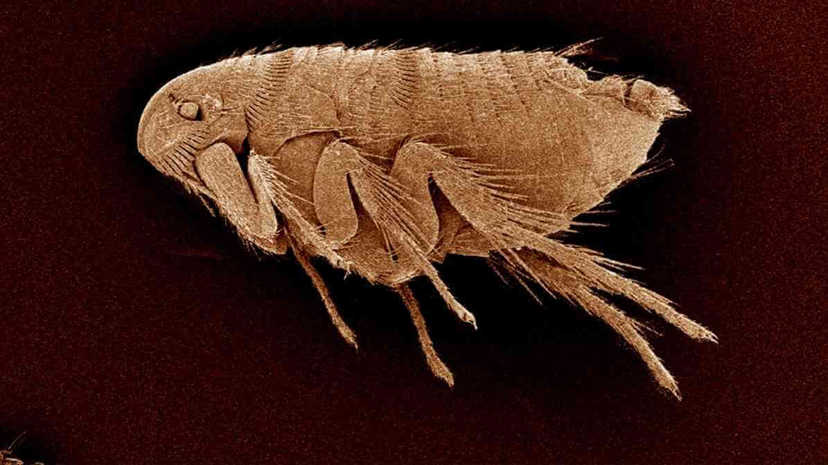 Hidden Signs of Fleas on Dogs Every Pet Owner Fears - What Are Fleas