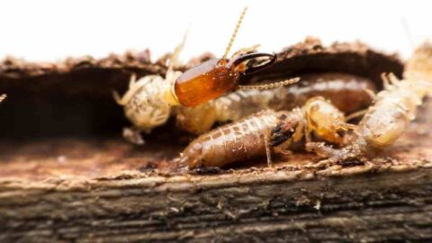 House Termites vs Ants Spot the Difference Instantly – Dampwood