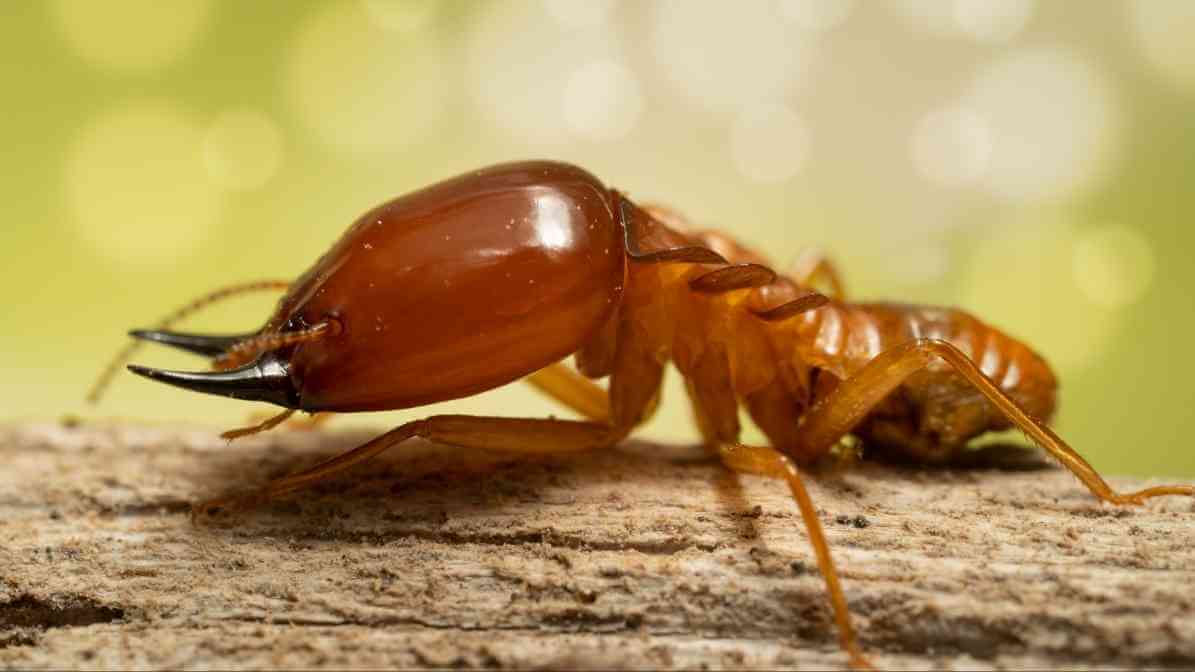 House Termites vs Ants Spot the Difference Instantly - Drywood Termite - Innovative Pest Pte Ltd