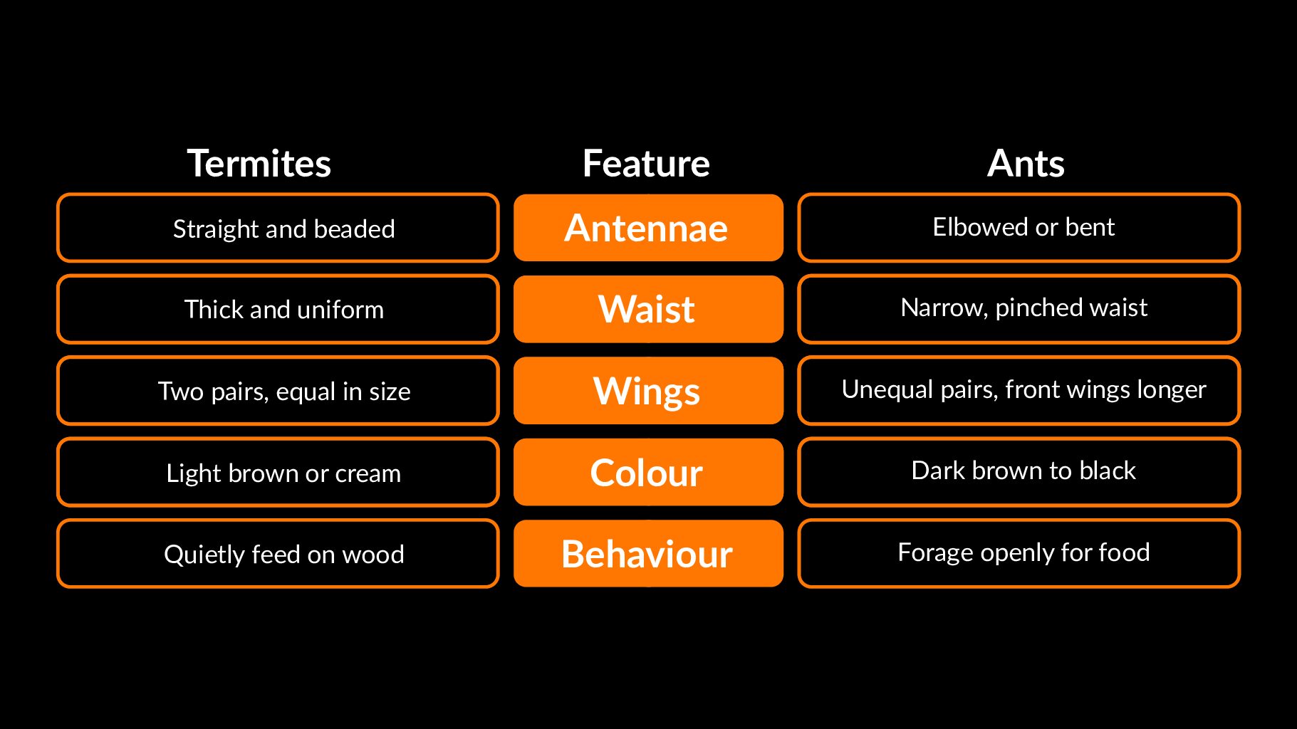 House Termites vs Ants? Spot the Difference Instantly - Innovative Pest Pte Ltd