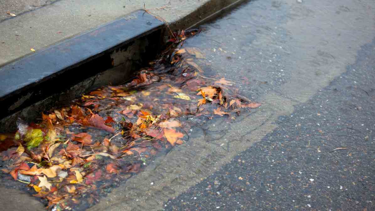 How to Prevent Pest in Your Home - Clean Fallen Leaves and Debris