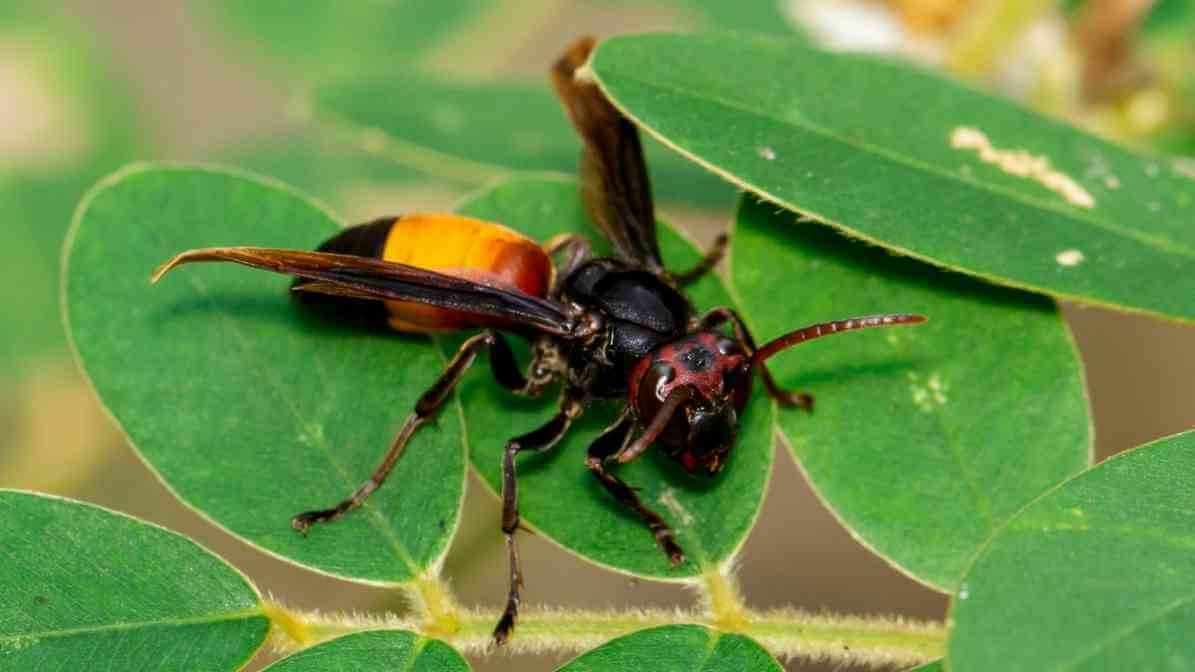 Massive Hornets Nest on Roof Sparks Panic in Singapore -