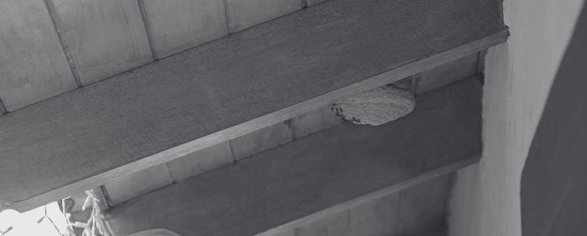 Massive Hornets Nest on Roof Sparks Panic in Singapore