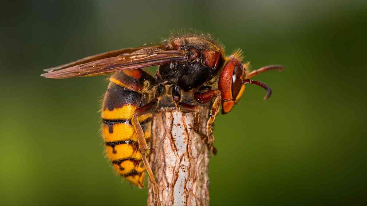 Massive Hornets Nest on Roof Sparks Panic in Singapore - European Hornet Vespa crabro