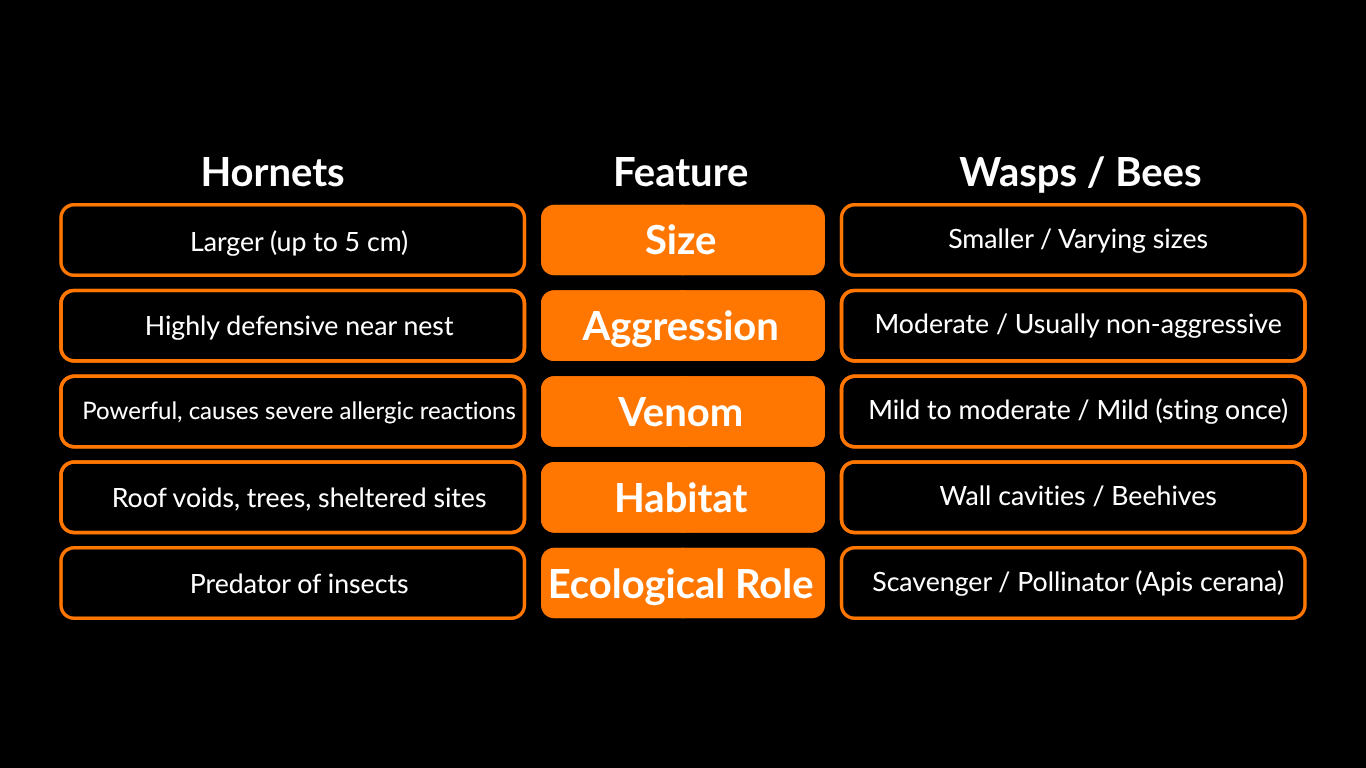 Massive Hornets Nest on Roof Sparks Panic in Singapore