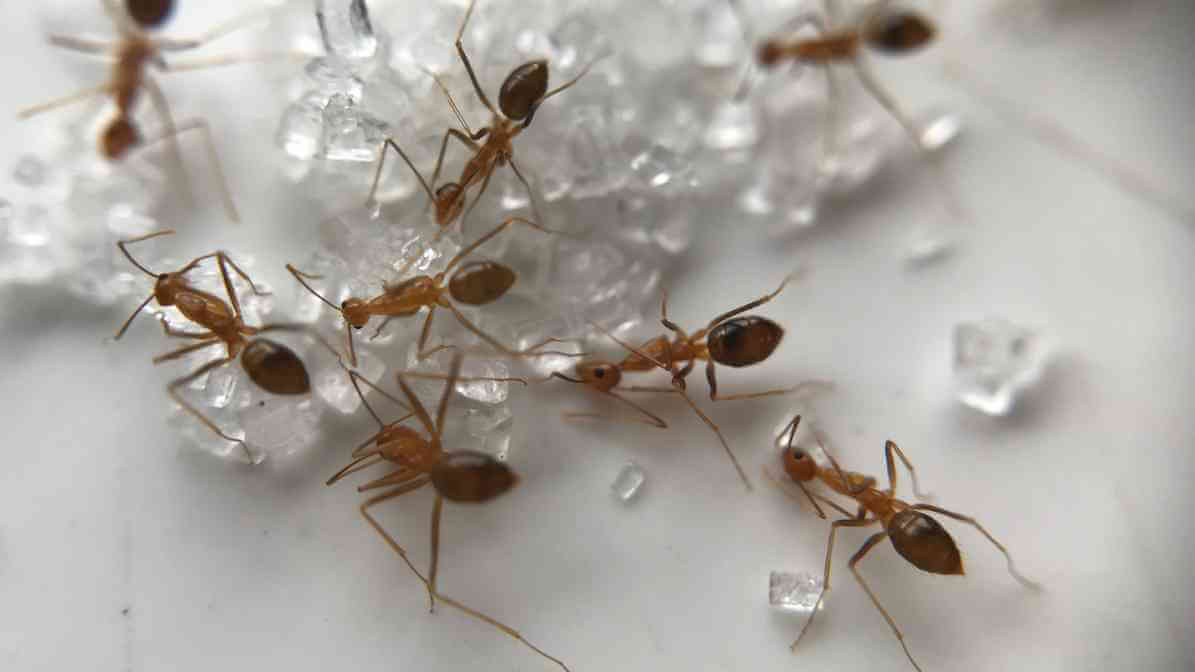 Smart Safety Precautions for Effective Pest Control at Home - Ants - Innovative Pest Pte Ltd Smart Safety Precautions for Effective Pest Control at Home - Ants