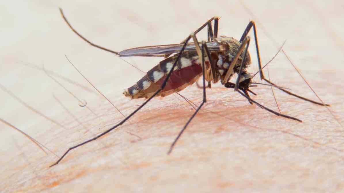 Smart Safety Precautions for Effective Pest Control at Home - Flies and Mosquitoes - Innovative Pest Pte Ltd Smart Safety Precautions for Effective Pest Control at Home - Flies and Mosquitoes