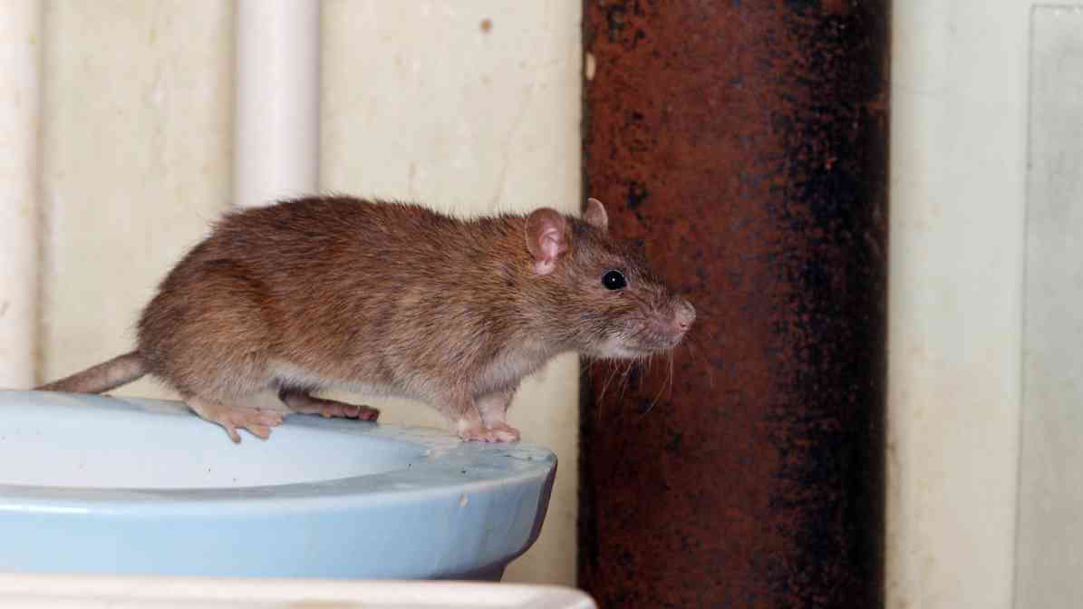 Smart Safety Precautions for Effective Pest Control at Home - Rodent Rats and Mice - Innovative Pest Pte Ltd