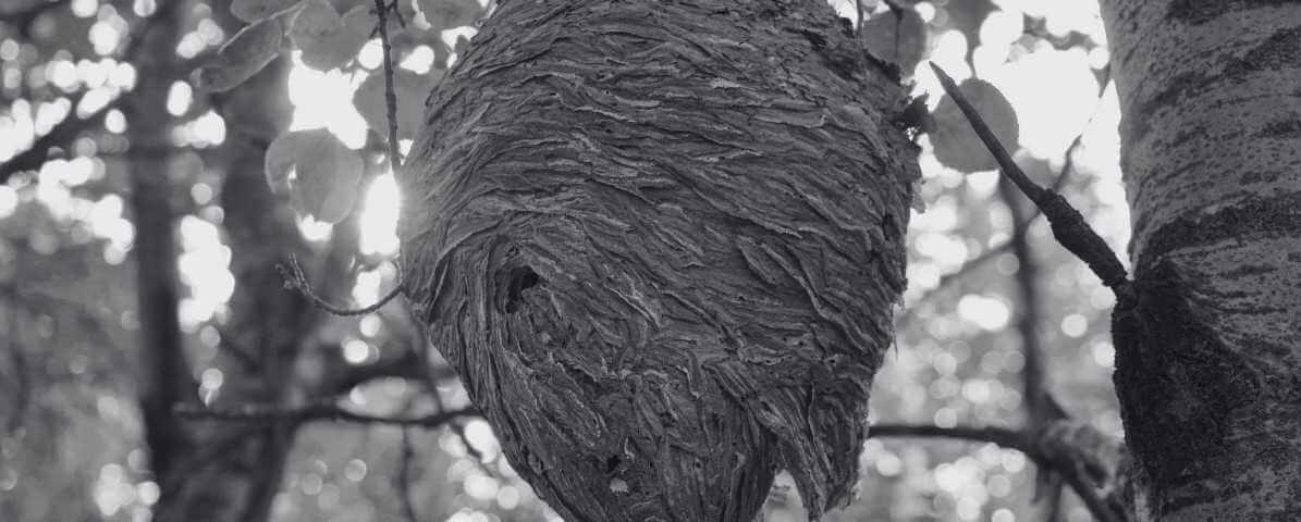 Survive a Hornet Sting Quick, Powerful Sting Treatment Guide