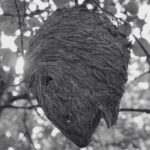 Survive a Hornet Sting Quick, Powerful Sting Treatment Guide