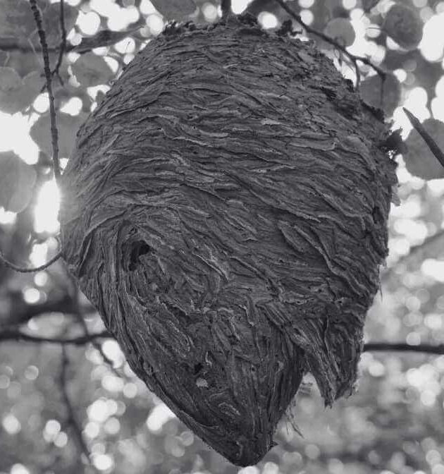 Survive a Hornet Sting Quick, Powerful Sting Treatment Guide