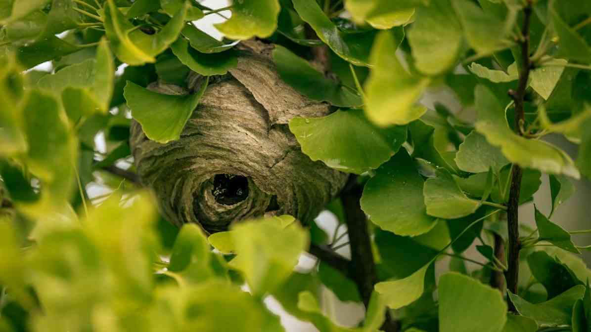 Survive a Hornet Sting Quick Powerful Sting Treatment Guide - In Parks - Innovative Pest Pte Ltd Survive a Hornet Sting Quick Powerful Sting Treatment Guide - In Parks