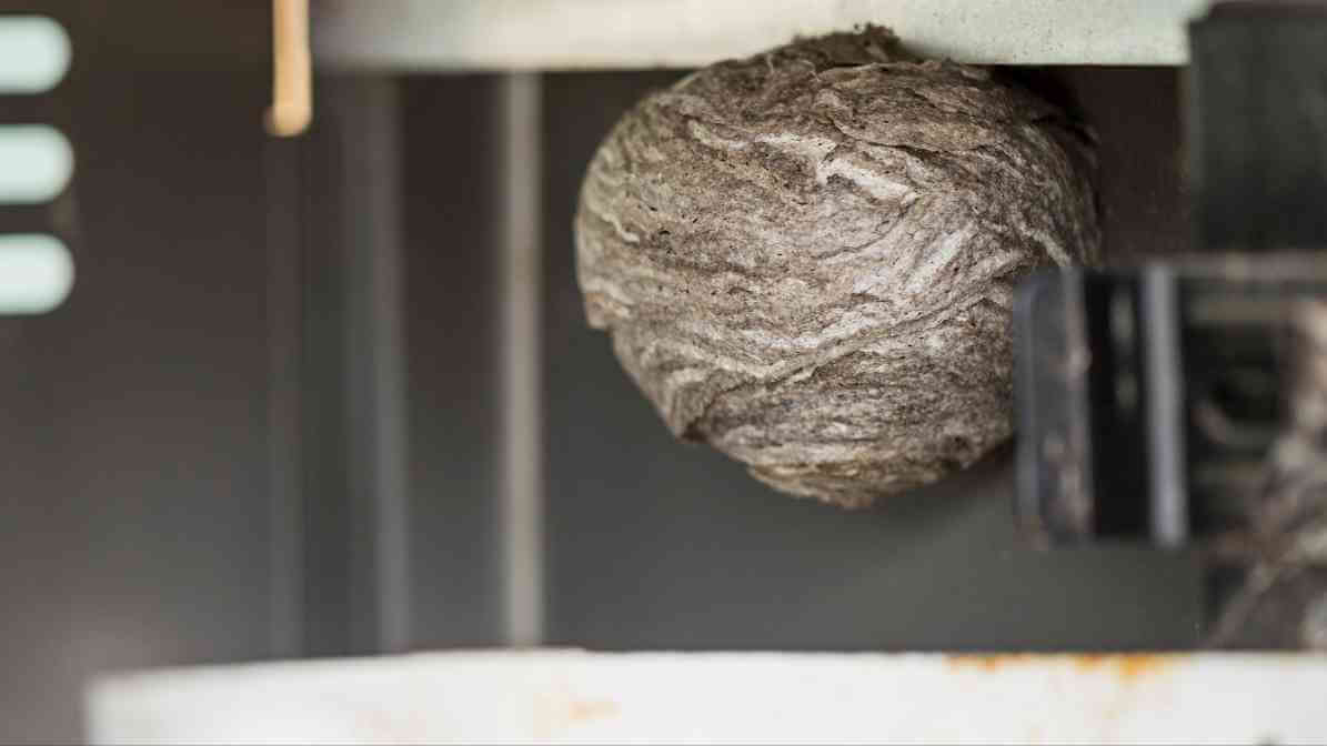 Survive a Hornet Sting Quick Powerful Sting Treatment Guide - Near Airconditioner Units - Innovative Pest Pte Ltd Survive a Hornet Sting Quick Powerful Sting Treatment Guide - Near Airconditioner Units