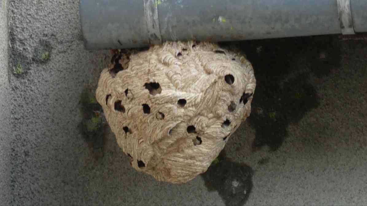 Survive a Hornet Sting Quick Powerful Sting Treatment Guide - Roof Eaves - Innovative Pest Pte Ltd Survive a Hornet Sting Quick Powerful Sting Treatment Guide - Roof Eaves