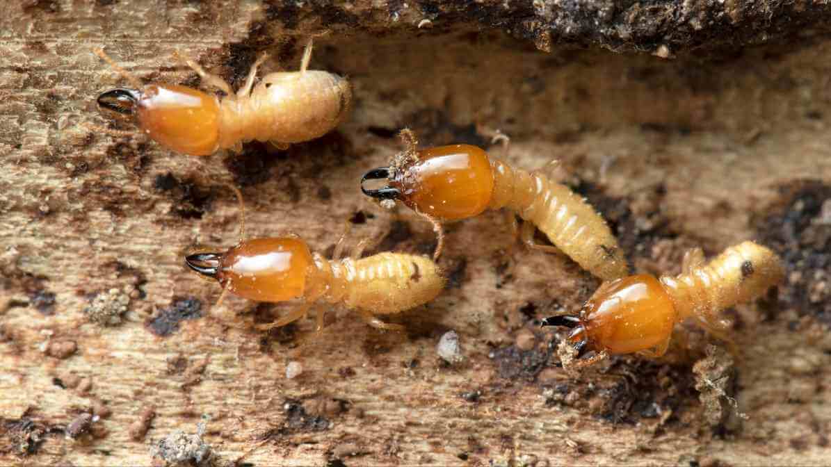 Termite Control for Home - Termites vs Ants - Subterranean Termites