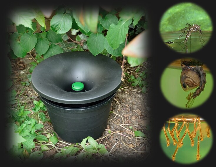 In2Care Mosquito Station deployed in a Singapore garden with adult Aedes mosquito and larvae shown, the WHO-recommended auto-dissemination programme in action